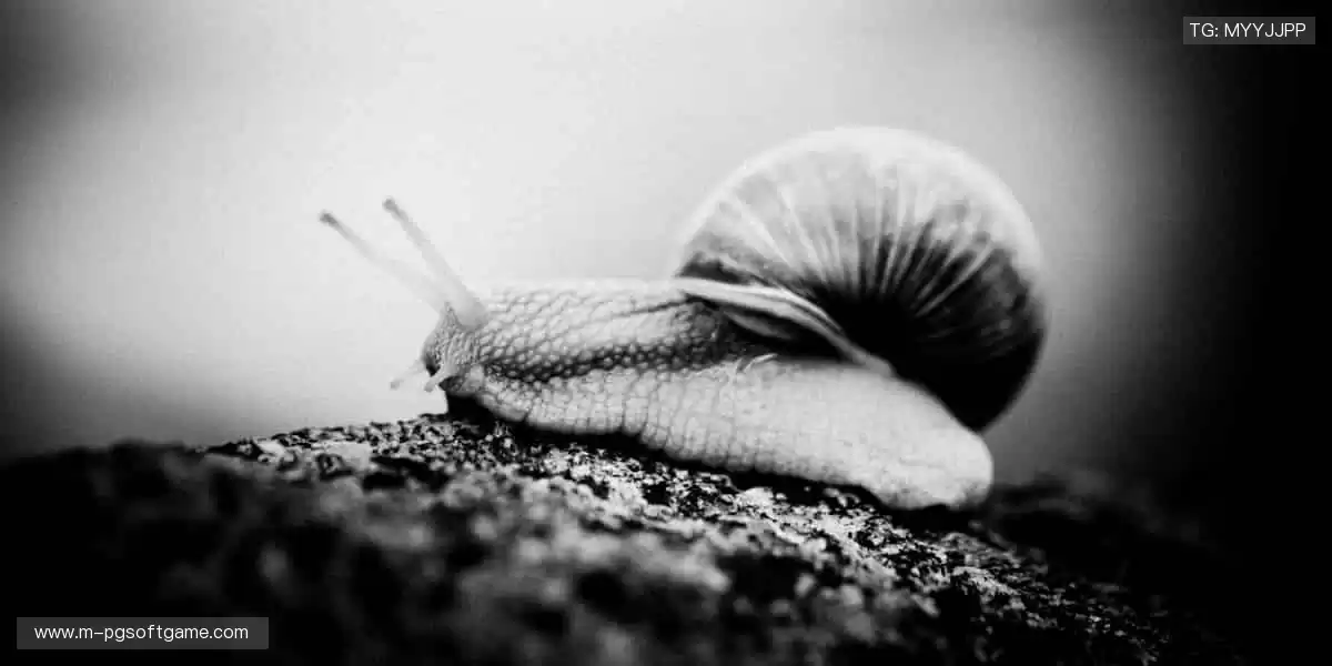 巅峰对决，不容错过！🔥